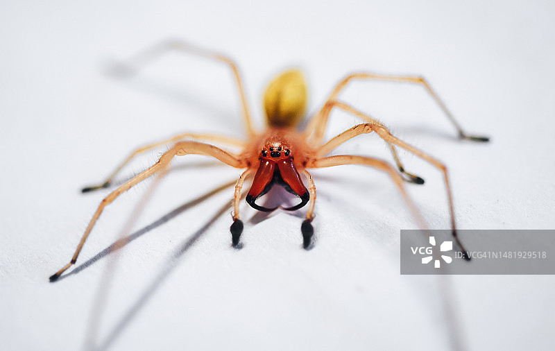 白色背景上的蜘蛛特写，摩尔多瓦图片素材