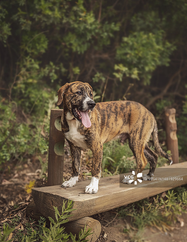 可爱的斑纹白色獒犬站在西班牙的木凳上图片素材