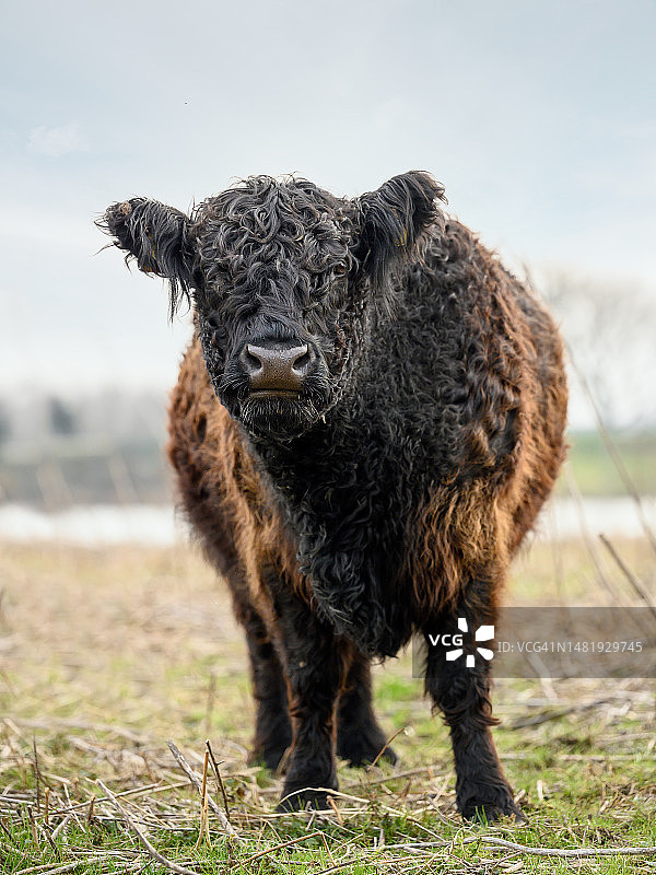 蓝色房间原野上的绵羊肖像，荷兰图片素材