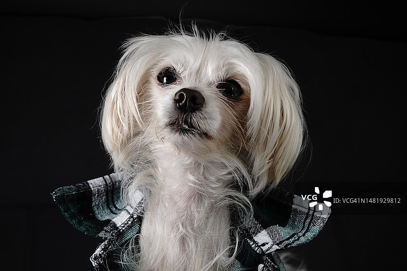 黑色背景下的中国冠毛犬特写，波兰雷布尼克图片素材