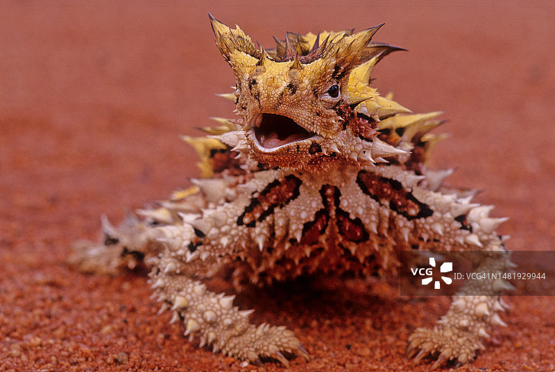 澳大利亚沙滩上的干枯植物特写图片素材