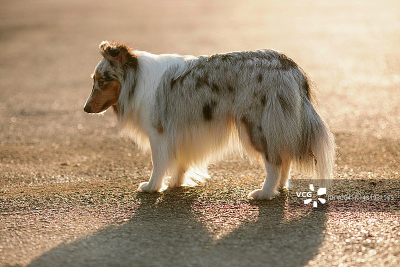 意大利边境牧羊犬图片素材