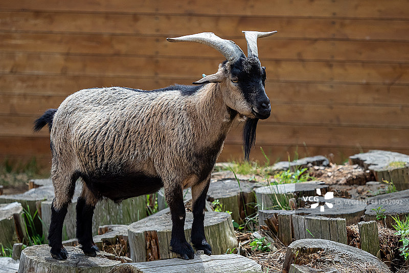 家山羊，罗马尼亚养殖的家畜图片素材