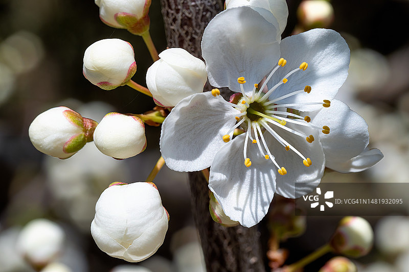 白色樱花树特写，罗马尼亚图片素材