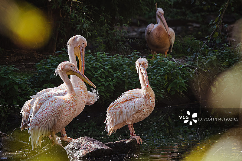 一群白色鹈鹕栖息在罗马尼亚湖边图片素材