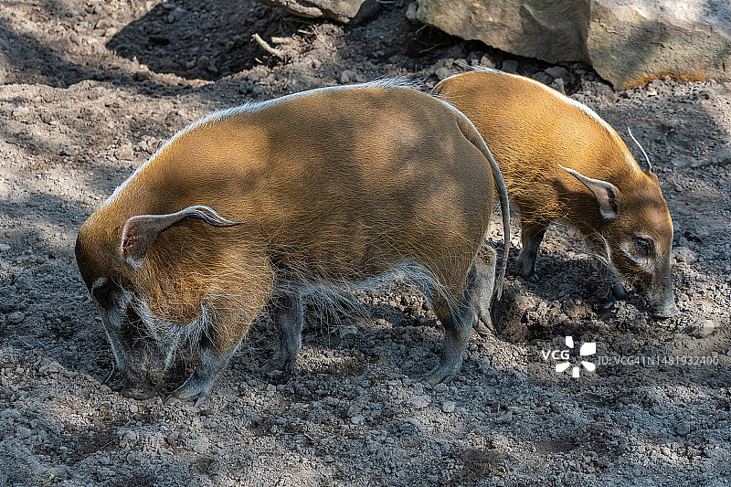 红河猪觅食，罗马尼亚图片素材