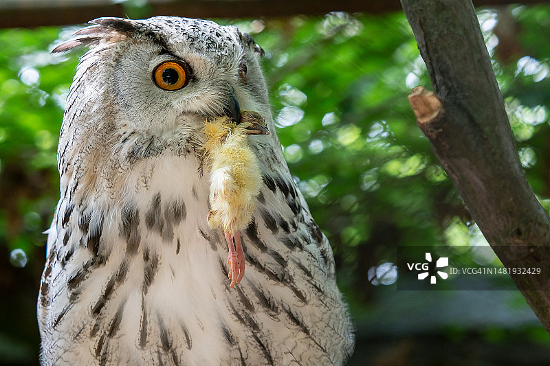 西伯利亚雕鸮捕食图片素材
