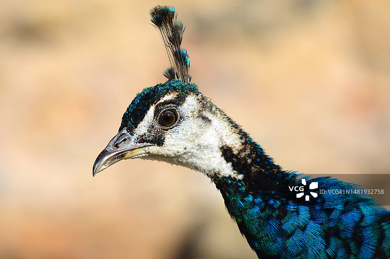 西班牙穆尔西亚卡塔赫纳的雌孔雀特写图片素材