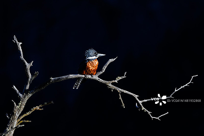 阿根廷内乌肯省翠鸟栖息于树枝特写图片素材