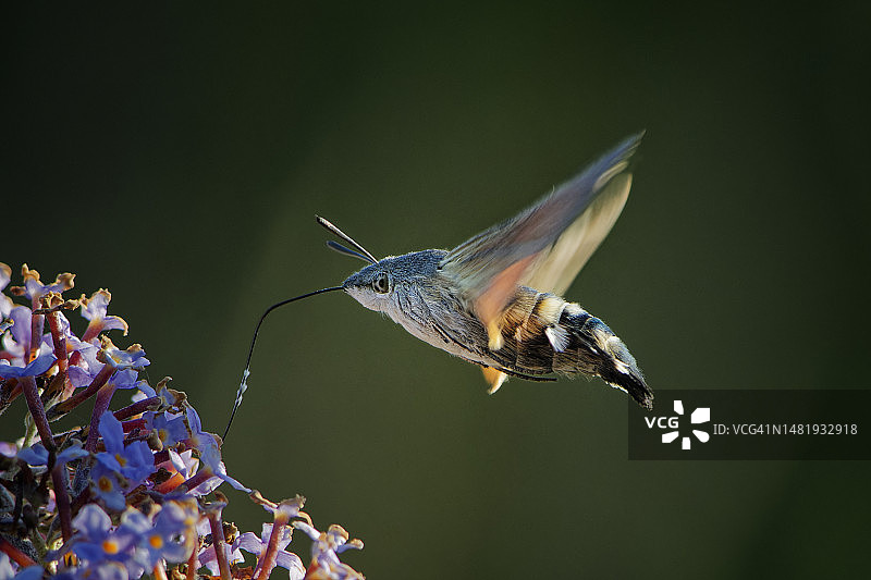 蜂鸟鹰蛾飞过花朵的特写图片素材