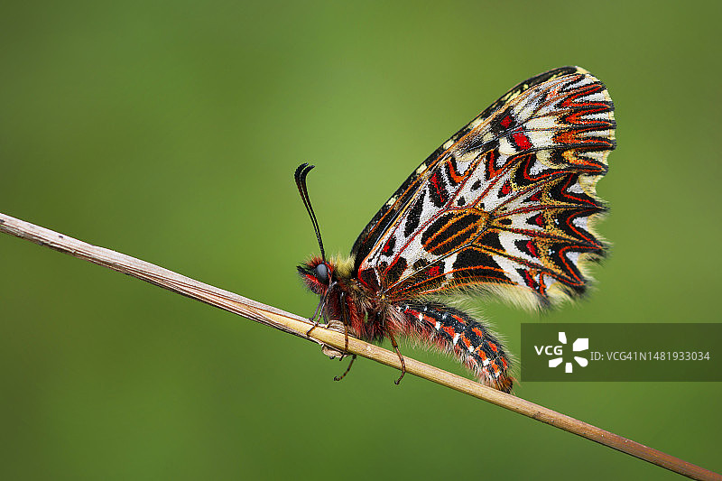 植物上蝴蝶的特写，土耳其图片素材