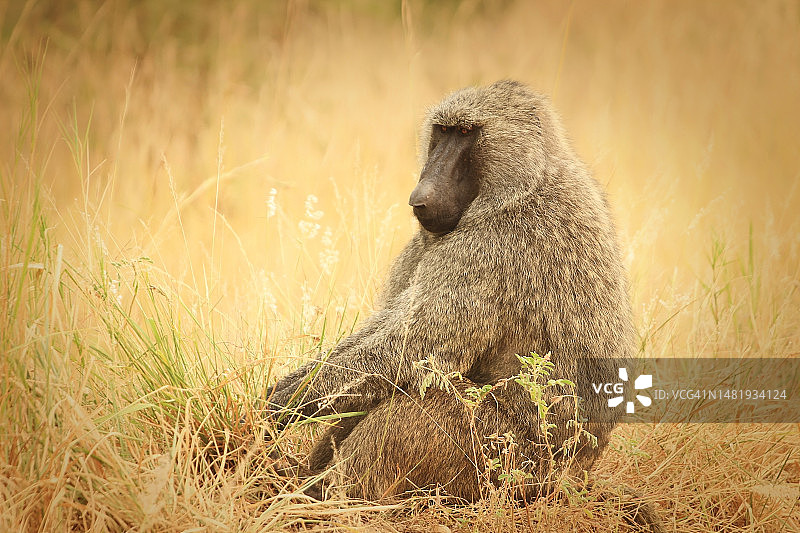 乌干达草地上坐着的狒狒图片素材
