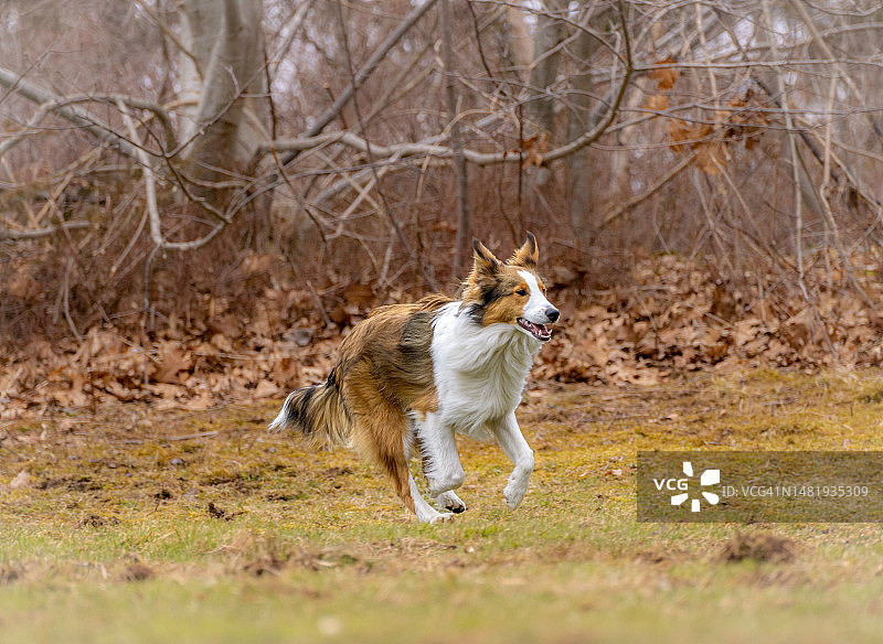 加拿大新斯科舍省，设得兰牧羊犬在田野上奔跑的侧面图片素材