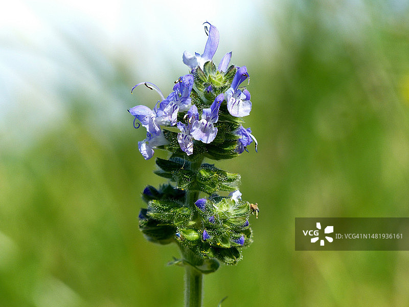 紫色植物特写，阿尔及利亚图片素材