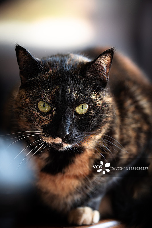 捷克共和国猫咪特写图片素材