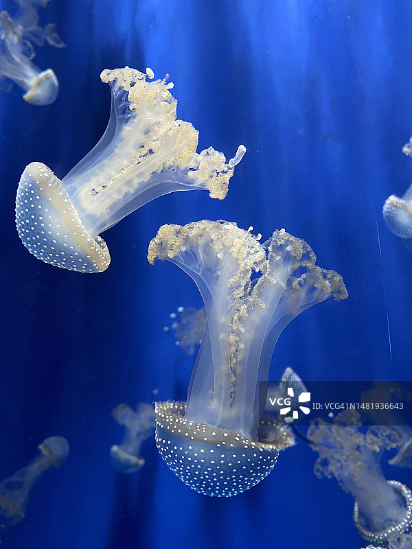 意大利克雷莫纳海中游泳的水母特写图片素材