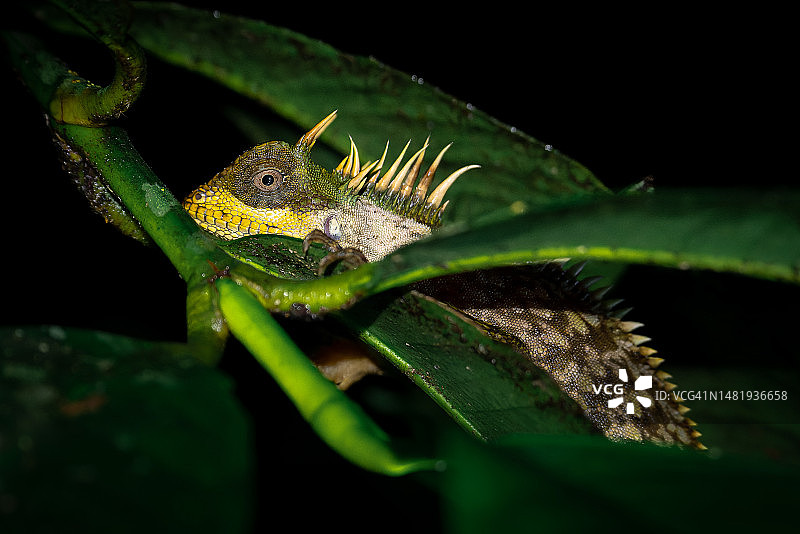 植物上的蜥蜴特写，泰国图片素材