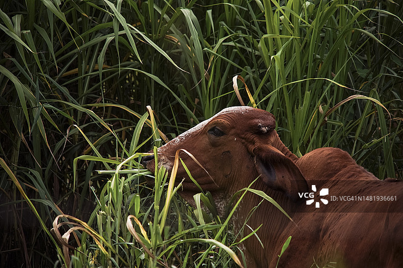 奶牛站在草地上的侧面照，巴西图片素材