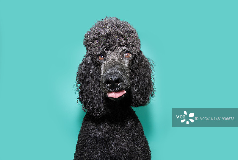 黑色贵宾犬吐着舌头看着镜头，赫罗纳，西班牙图片素材