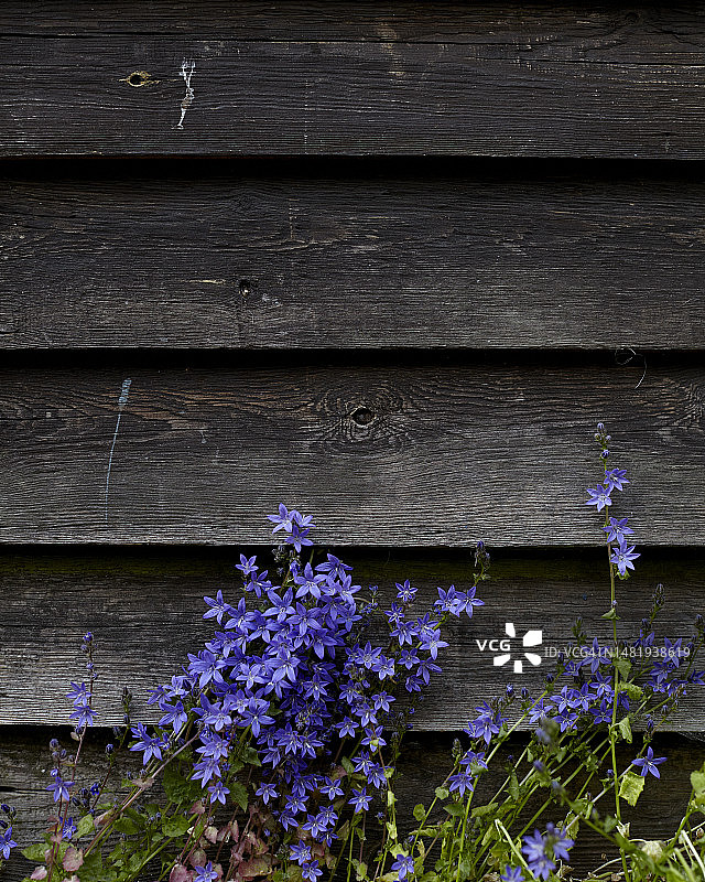 夏季细节2图片素材