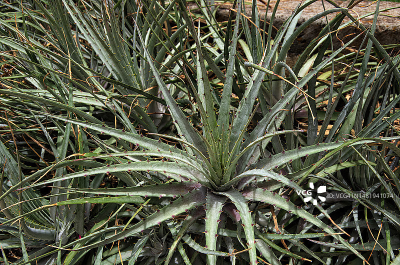 花园床上的莫氏赫克提亚，一种常被误认为是龙舌兰的凤梨科植物图片素材