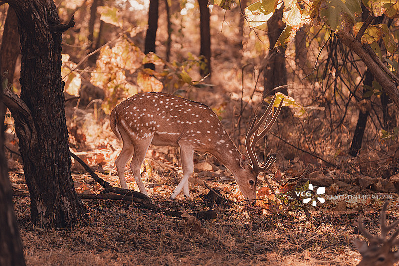 一只长着发光鹿角的小 spotted deer 正在看着镜头图片素材