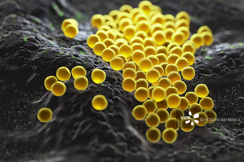 人体组织表面的金黄色葡萄球菌特写图片素材