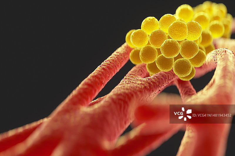 人体内金黄色葡萄球菌特写图片素材