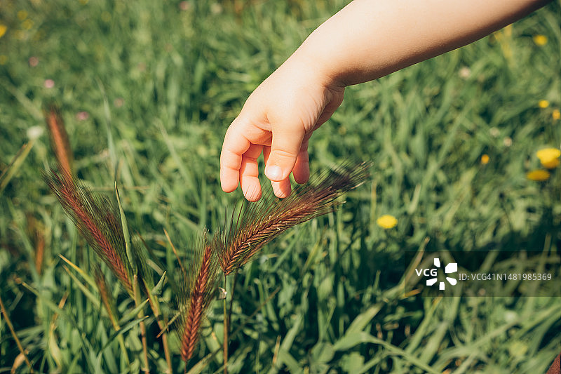 儿童触摸麦穗图片素材