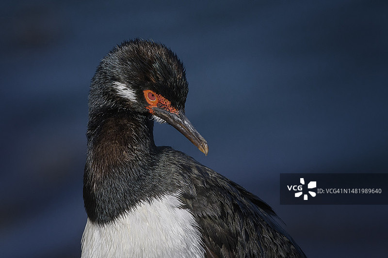 福克兰群岛蓝水背景鸬鹚肖像图片素材