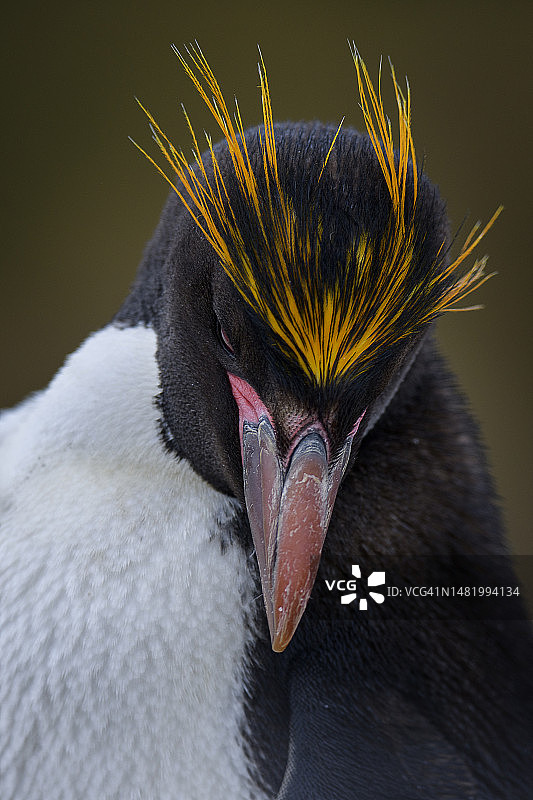 福克兰群岛布莱克岛的通心面企鹅特写图片素材