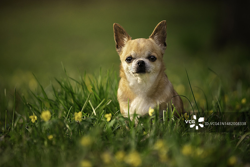 春日吉娃娃狗肖像图片素材