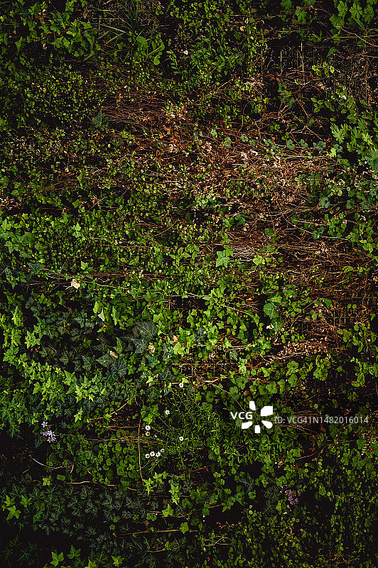垂直花园植物和花卉自然背景图片素材