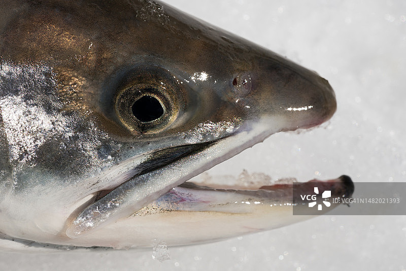 红点鲑鱼头特写：刚捕获的野生鱼，置于冰雪自然背景上图片素材