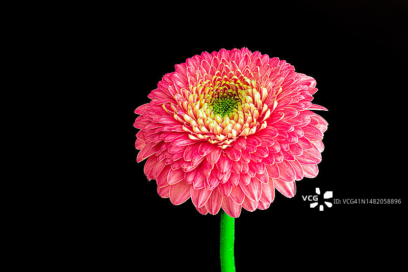 黑色背景下的单朵粉色花图片素材