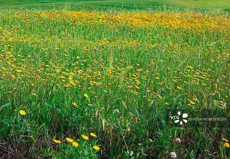 绿色田野与黄色野花图片素材