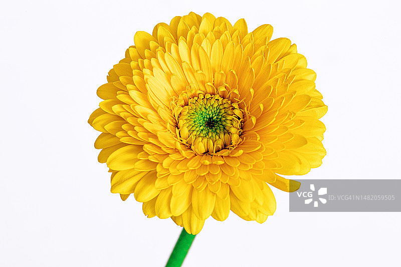 白色背景下的黄色非洲菊图片素材