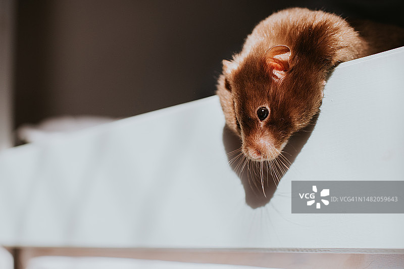 棕色叙利亚仓鼠图片素材