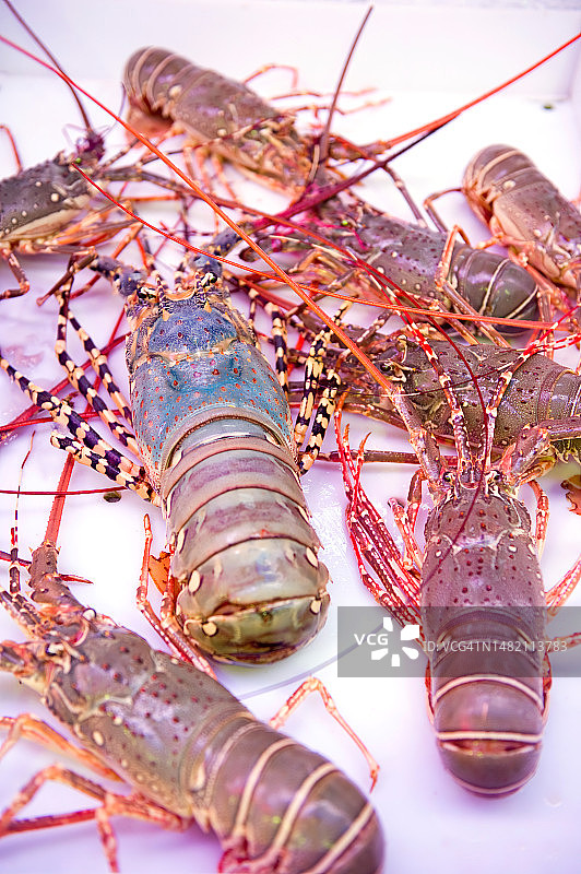 泰国海鲜餐厅里待宰的龙虾图片素材