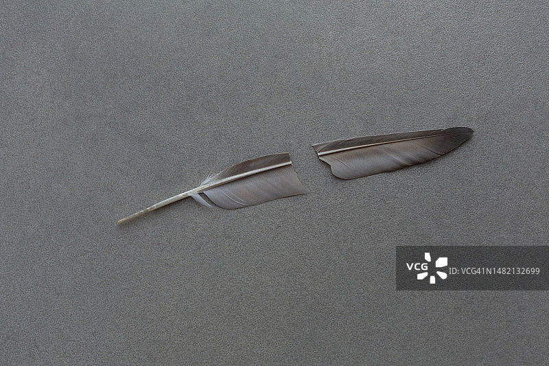 灰色背景上断裂的羽毛图片素材