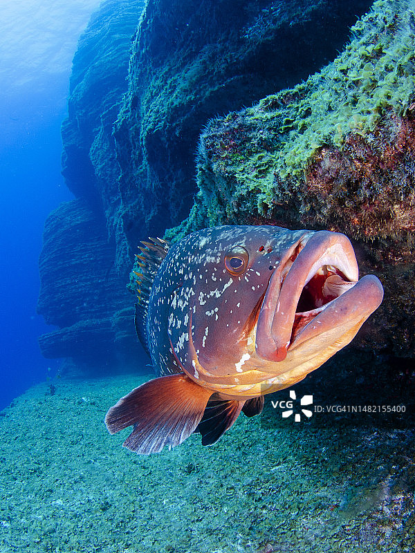 暗色石斑鱼在耶罗岛潜水点张嘴图片素材
