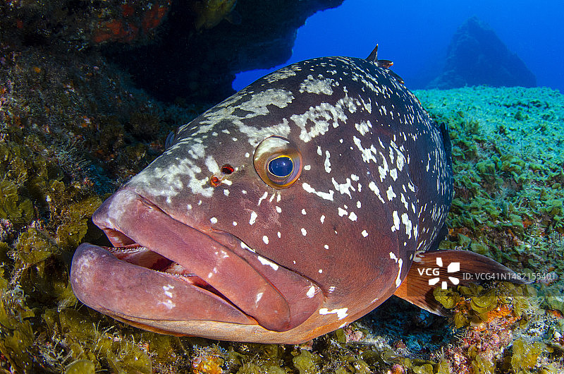 暗色石斑鱼——在耶罗岛潜水图片素材