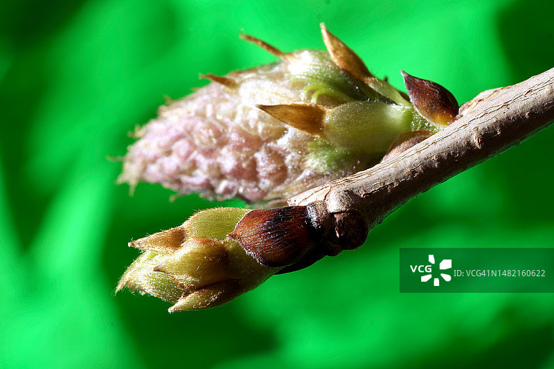 攀爬植物的芽。图片素材