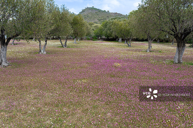莱斯沃斯岛埃雷索斯橄榄树林中的春天花朵美景图片素材