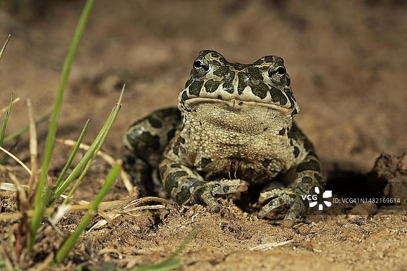 欧洲绿蟾蜍迁徙，图林根，德国图片素材