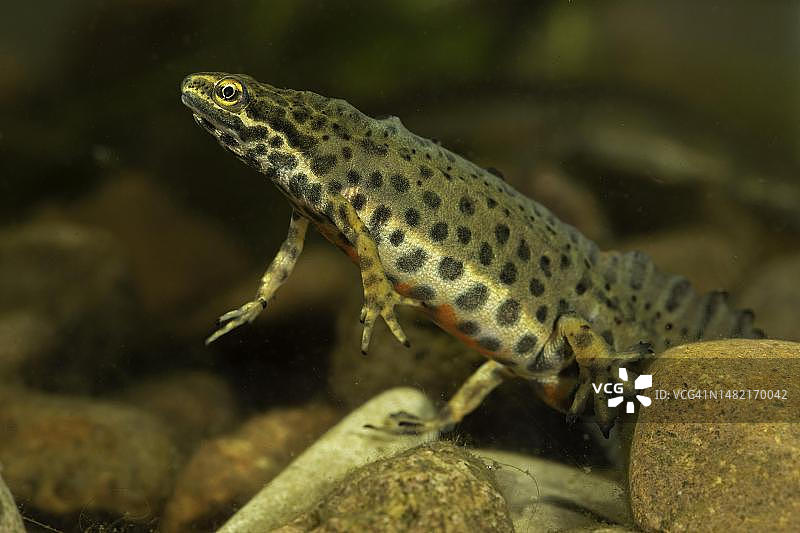 德国图林根水域中的普通蝾螈图片素材