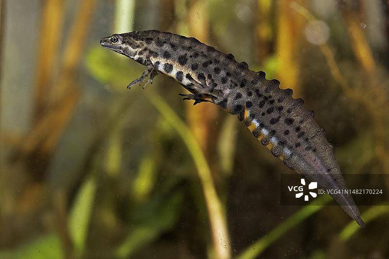 德国图林根水域中的普通蝾螈图片素材