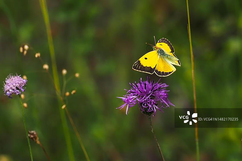 黑脉黄粉蝶在德国黑森州寡妇花上飞舞图片素材