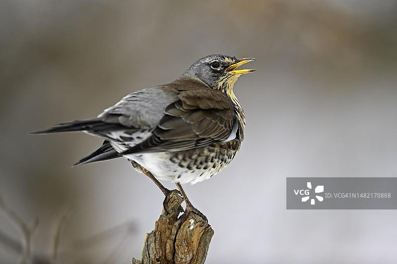 Fieldfare (Thrush pilaris)，冬天，德国图林根州图片素材