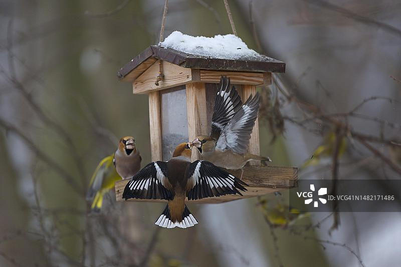 德国图林根冬季鸟类：蜡嘴雀和绿雀图片素材